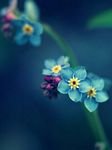 pic for Forget me not